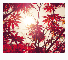 晨光