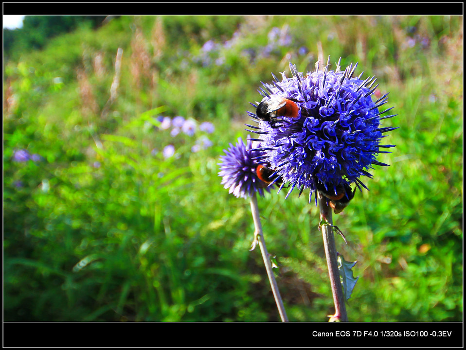 奇怪的植物 - 人文, 风光, 旅游, 北京 - 刘小可