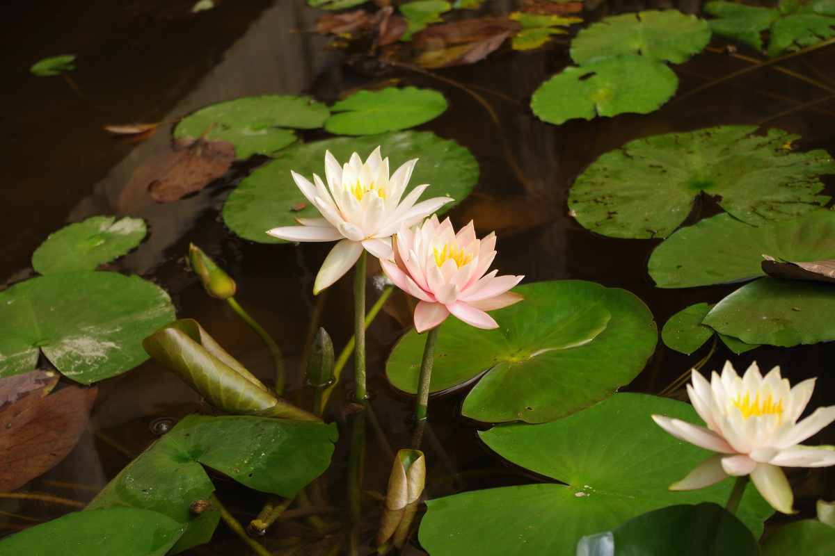 吖劼 - 图虫摄影网