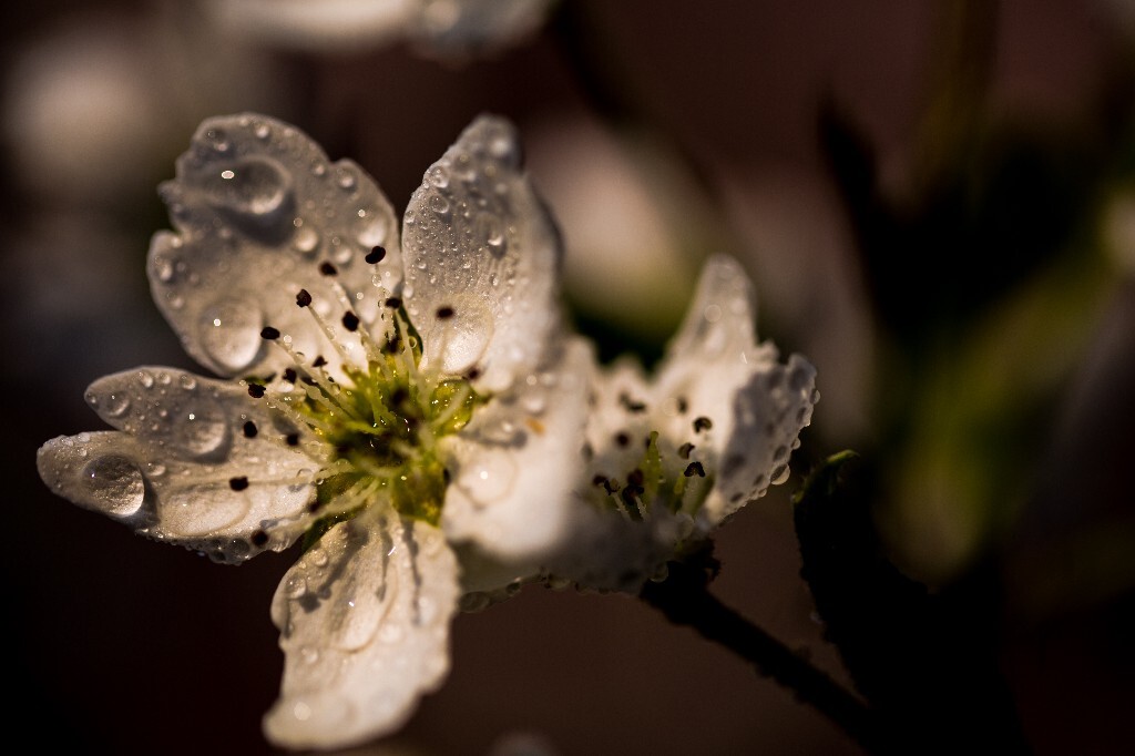 玉容寂寞泪阑干,梨花一枝春带雨 - 花卉, 植物 -