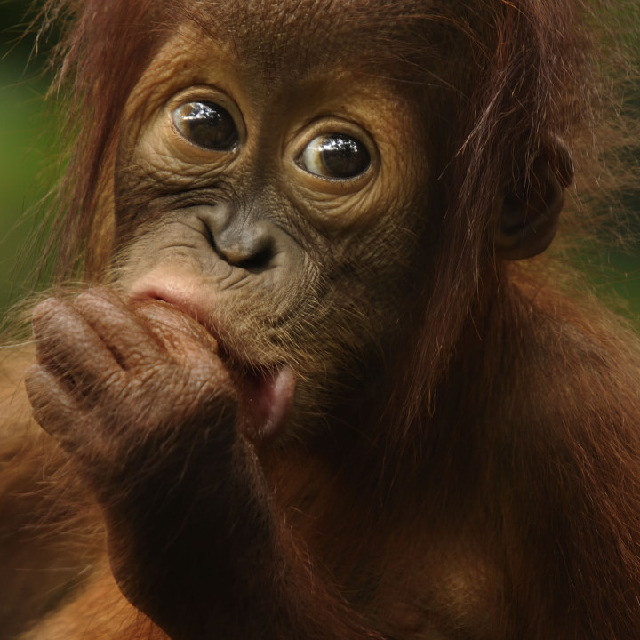 红毛猩猩+-+生态,+动物