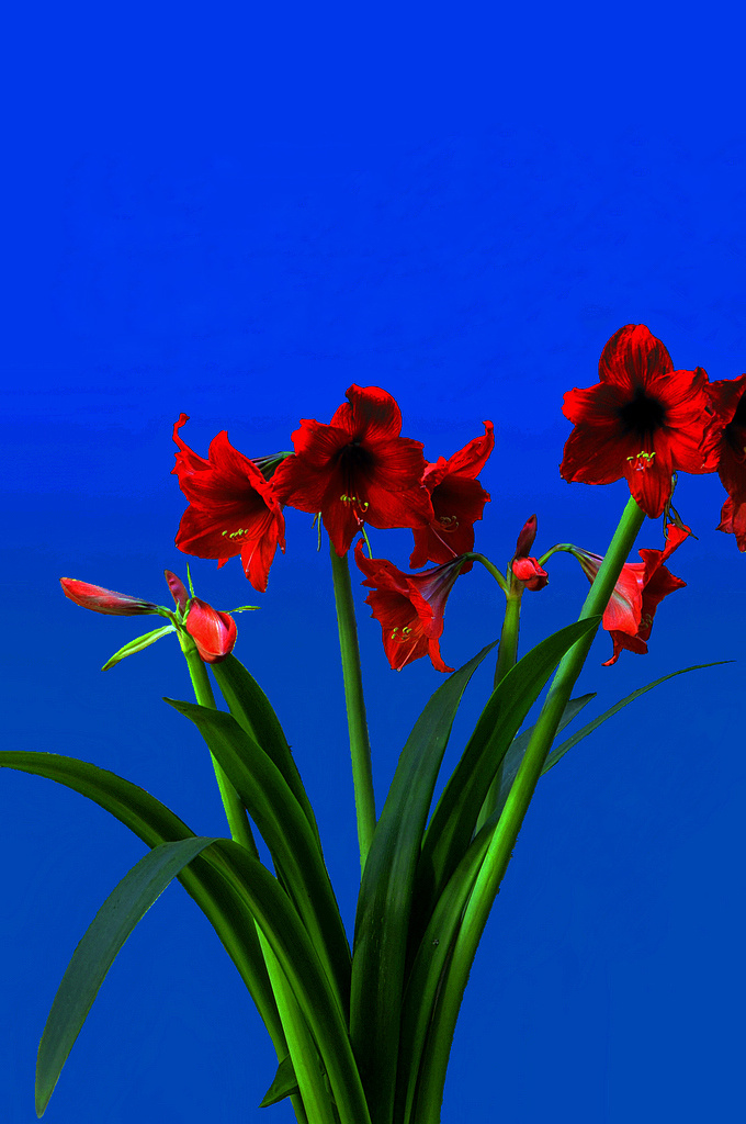 对花兰 - 生态, 花卉, 重庆 - zhdq08