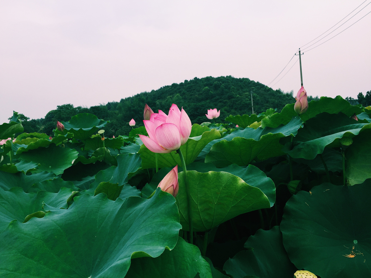 七岁的那一年 抓住那只蝉 以为能抓住夏天 十七岁那年 吻过你的脸 以为这便是永远 - 手机, 极简主义, 植物 - 大大虫87 - 图虫摄影网
