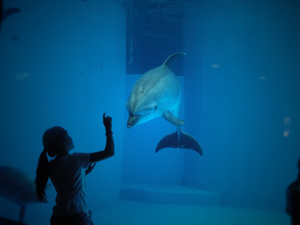 <em>小女孩</em>和<em>海豚</em> - 麦克乔治 - 图虫摄影网