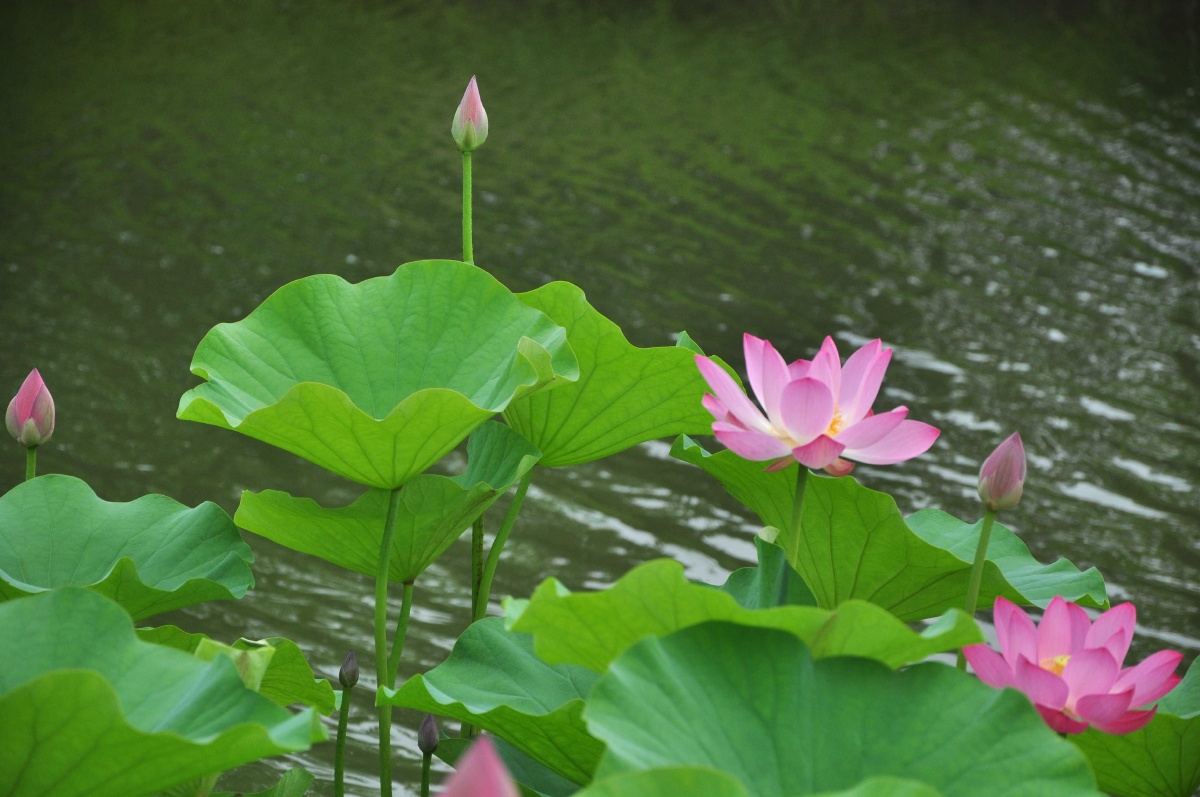 春天有无限的生机,怎能让人不动心 - 风光 - 草仔
