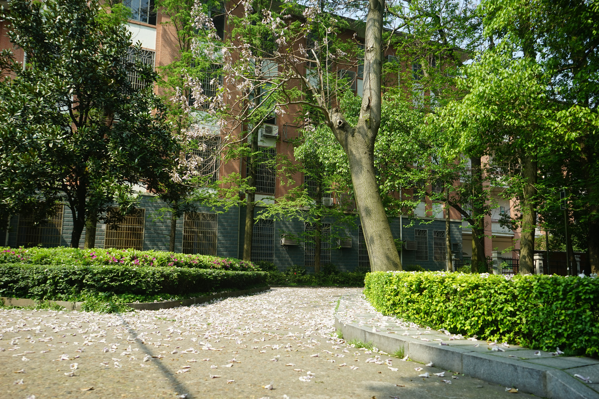 听说师大的春天来了 - 风光, Sony, 植物, 长沙, 湖