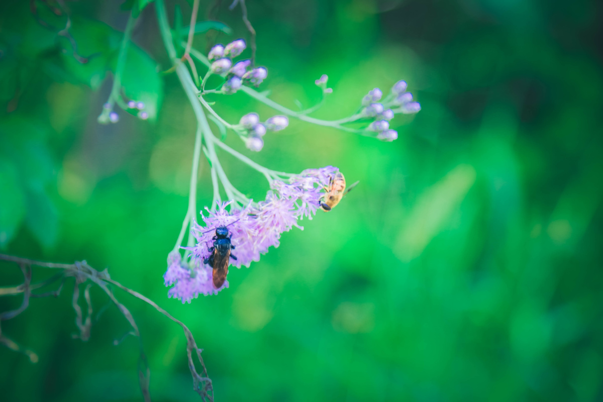 【绿野仙踪】 - 人像, 小清新, 绿色, 女生, 西安 - 晨落微 - 图虫摄影网