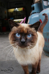 标签 - 泰国猫 - 图虫网 - 做最专业的摄影社区