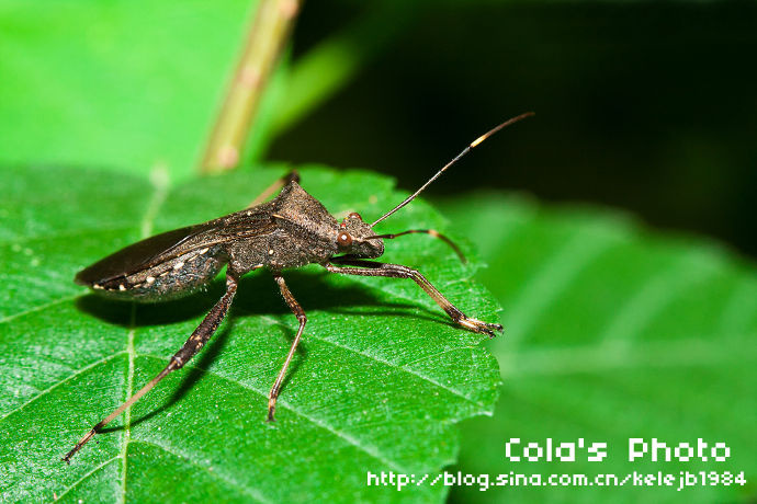 点蜂缘蝽 - 有时发呆