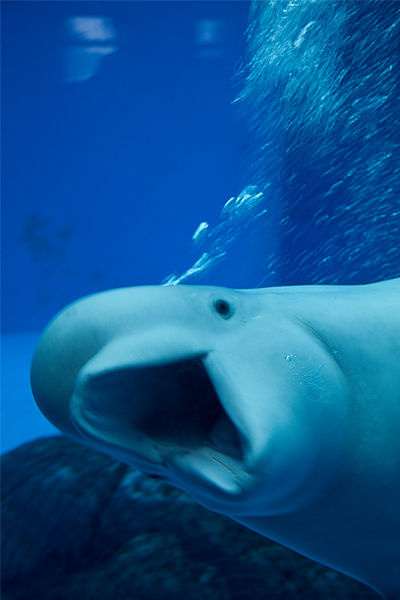 白鲸的表情很多= =