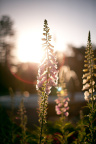 Late Autumn
