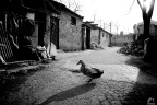 HAN_9784