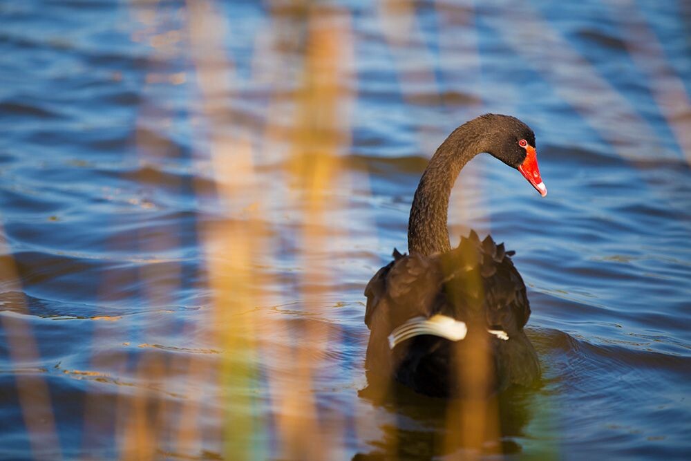 湿地公园 - 厦门,湿地公园,黑天鹅 - 海鸟