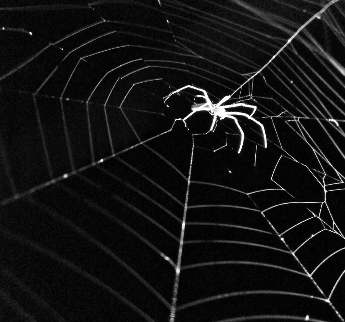夜蜘蛛 - 动物 - 飘乎醉乎 - 图虫摄影网