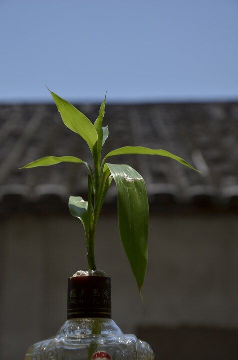 坚韧的植物.在瓶子里待了快一年的光景,还这么郁郁葱葱