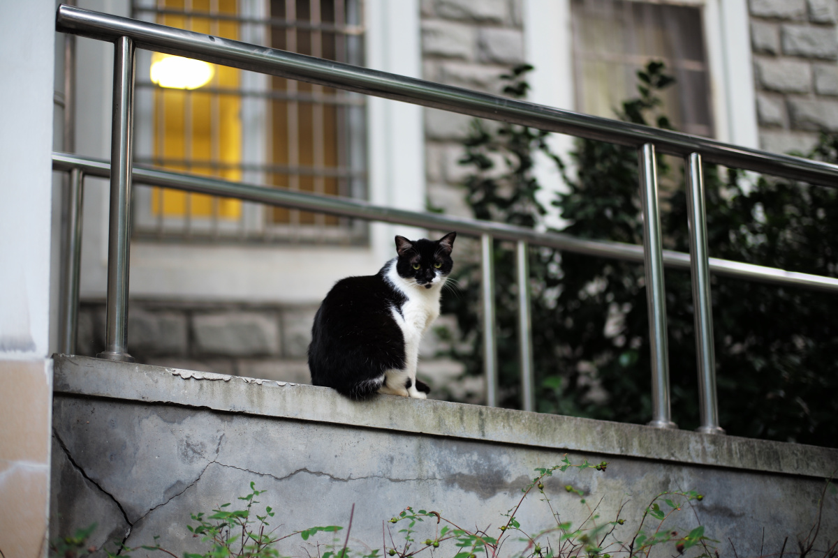 小区里的流浪猫 - 猫, 动物, 黑白, 色彩, 徕卡, m