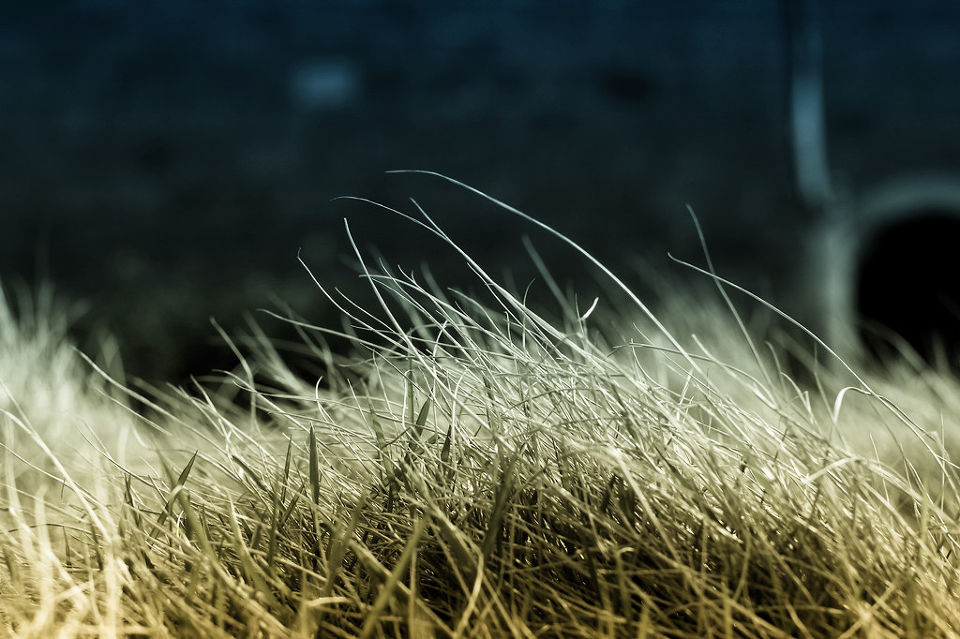 _mg_4944_ - 花卉 - 老表啊 - 老表啊 - 图虫摄影