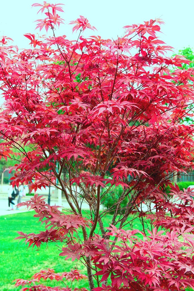红枫(红叶鸡爪槭) - 植物, 花卉, 色彩, 佳能 - 清溪