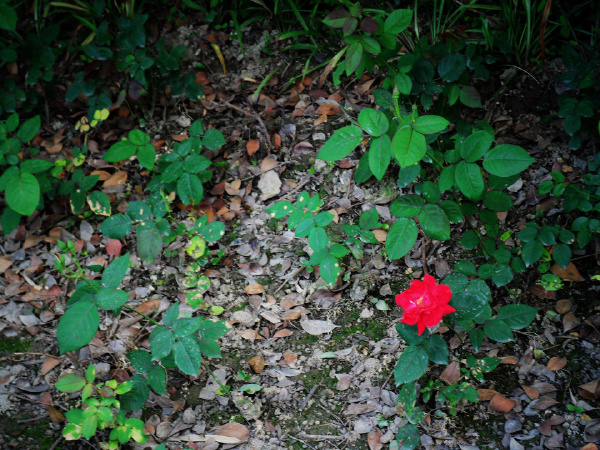 Defocus.02