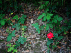 Defocus.02