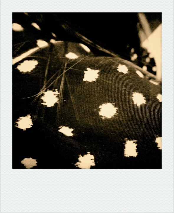 <em>斑点</em>和<em>头发</em> - 祖海 - 概念摄影 - 图虫摄影网