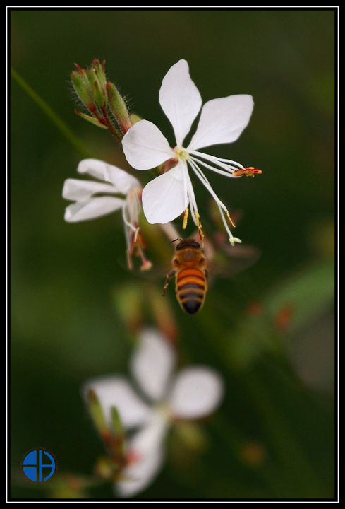 蜜蜂