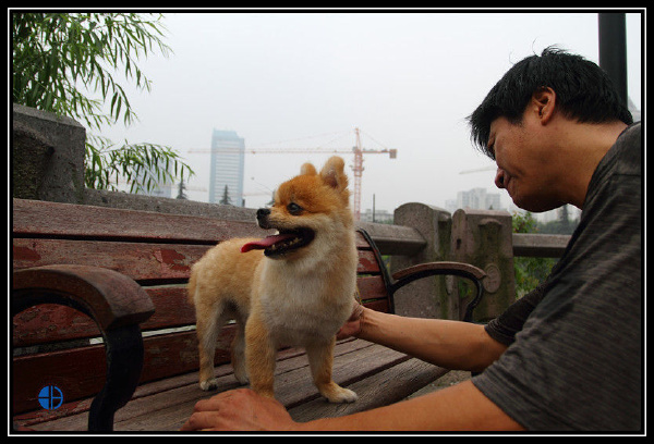 给爱犬梳毛