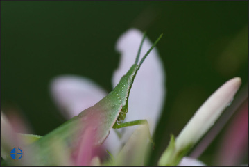 蚱蜢