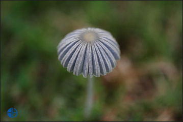 小野菇