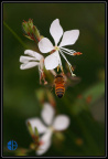 蜜蜂