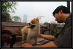 给爱犬梳毛