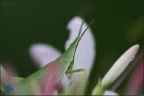 蚱蜢