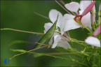 蚱蜢
