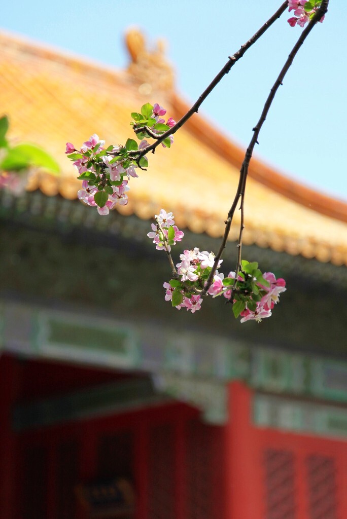 《海棠春红文华殿》拍摄于故宫陶瓷馆.