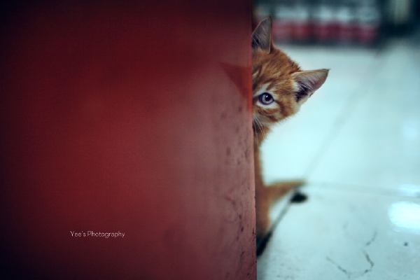 猫猫躲猫猫