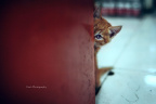 猫猫躲猫猫