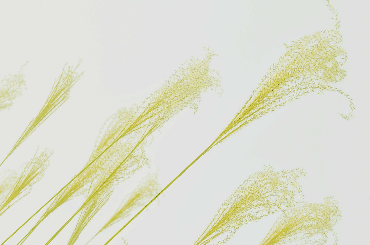 雪飞, 假如能,不想别离你,盼望世事总可有转机