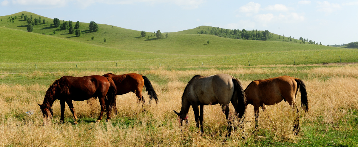 放马-14年 - 西光 - 图虫摄影网