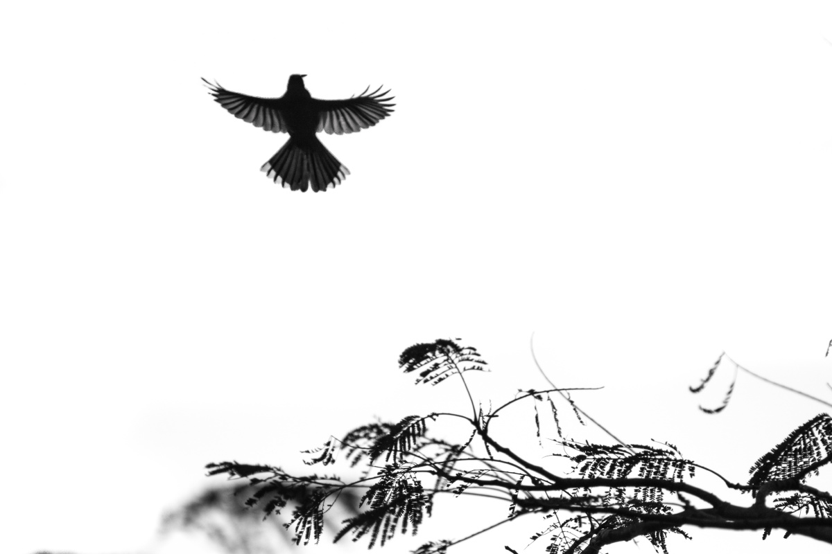 《真爱是苦味》 - 135mm, 动物, 珠海 - Calvin-Y