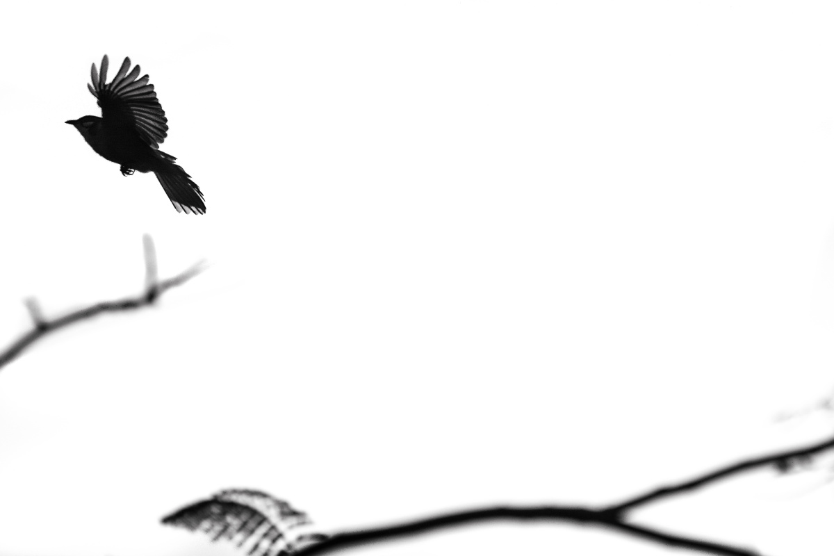 《真爱是苦味》 - 135mm, 动物, 珠海 - Calvin-Y