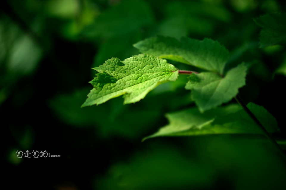 绿意 - 绿意 - 图虫边边 - Nikon俱乐部 - 图虫摄影网