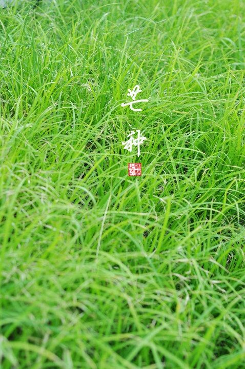 2012060503_芒种.jpg
