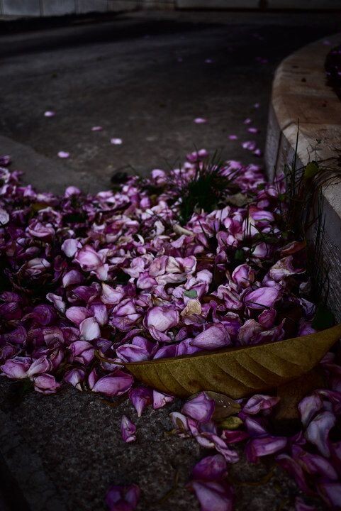 花瓣