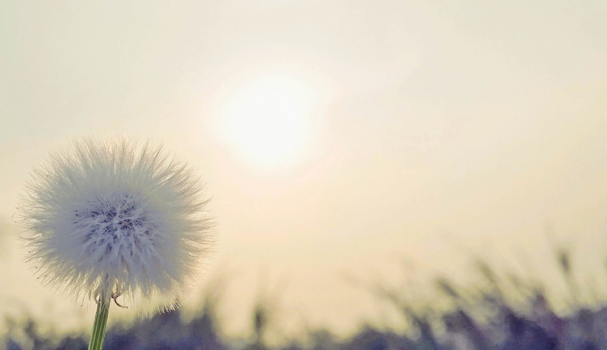 蒲公英的约定 - 风光, 静物, 极简主义, 微距, 手机