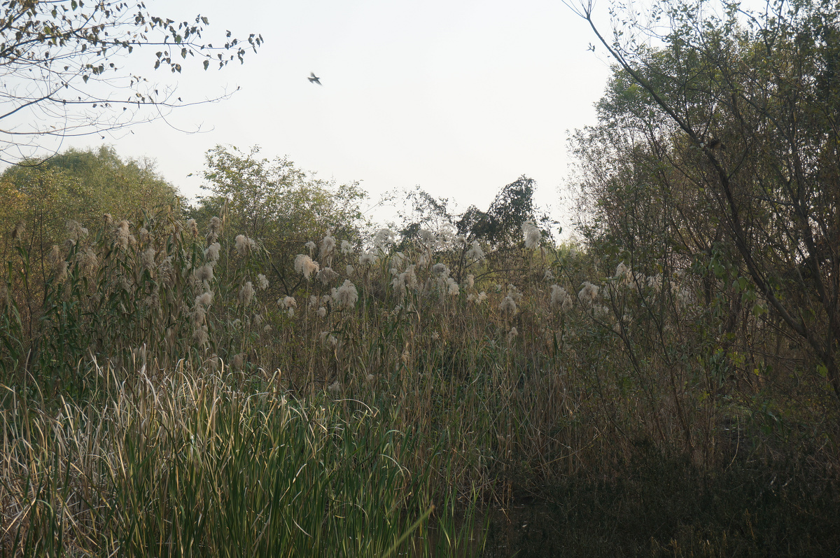 杭帮菜博物馆 - 广州, 佳能 - 快乐的铃声