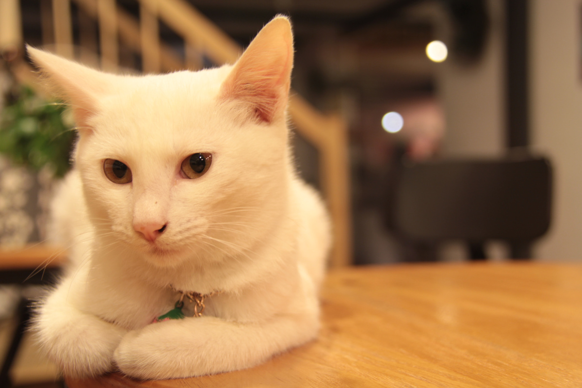 第一次拍的作业，题目是小景深 - 静物, 猫, 小品, 佳能 - 轩辕鸿雁 - 图虫摄影网