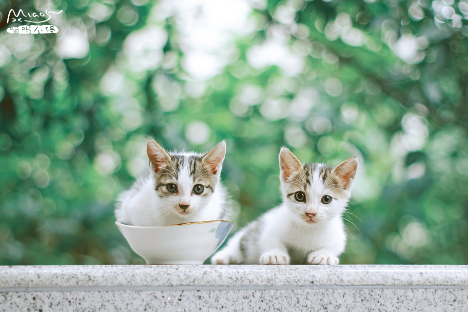 小兄弟俩~ - 色彩, 动物, 猫 - 小兄弟俩~ - 喵呜不停 - 图虫摄影网