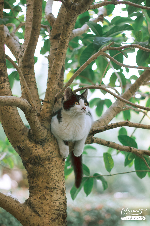 栖在桂枝上,是去和玉兔约会吗? - 色彩, 猫, 动物