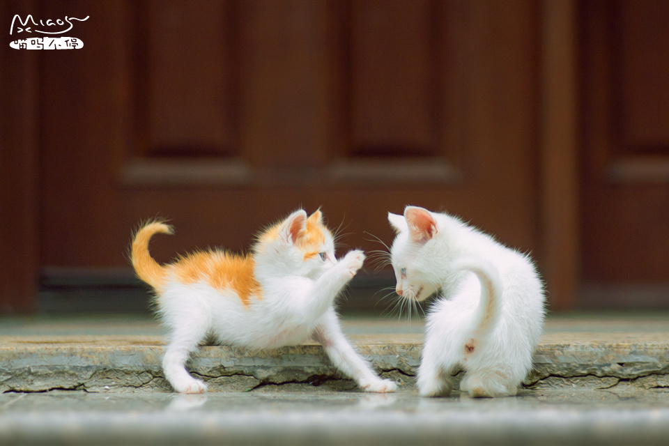 第一回合:黄飞虎 VS 白云龙 - 猫 - 喵呜不停 - 图虫摄影网