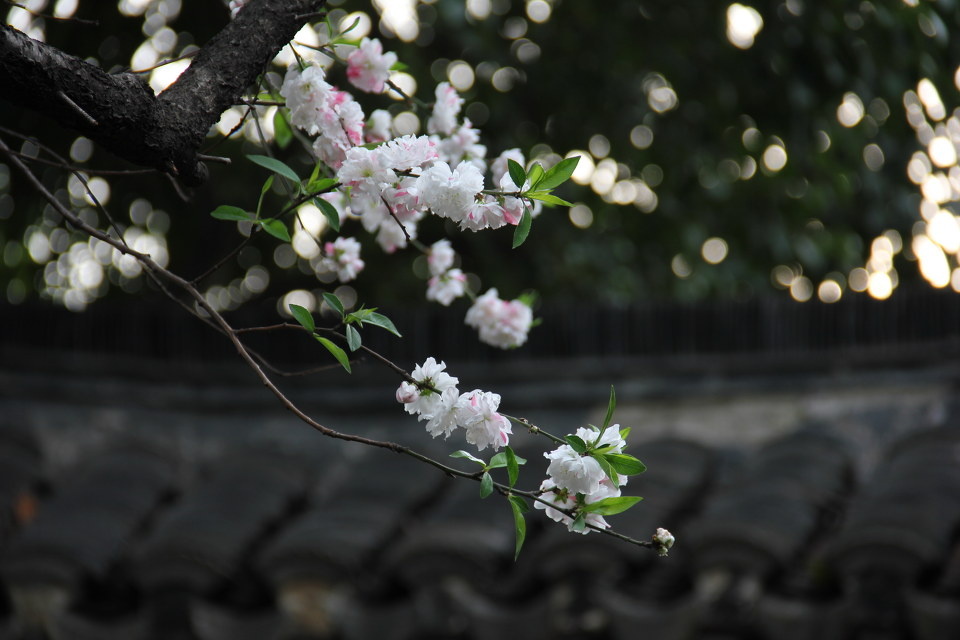 生命不息,逛游不止… - 小极品